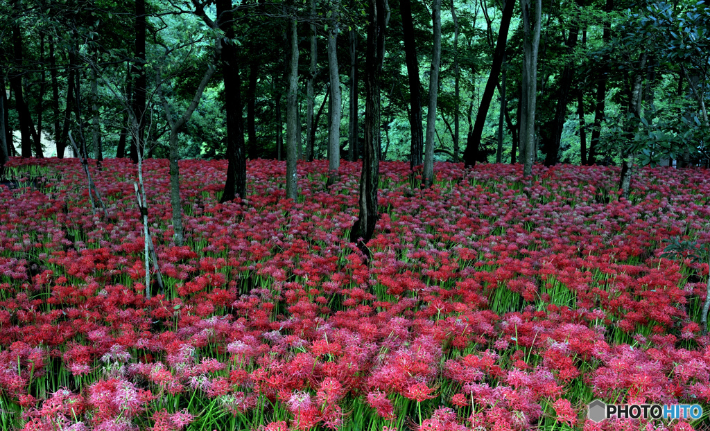 幻惑の花園