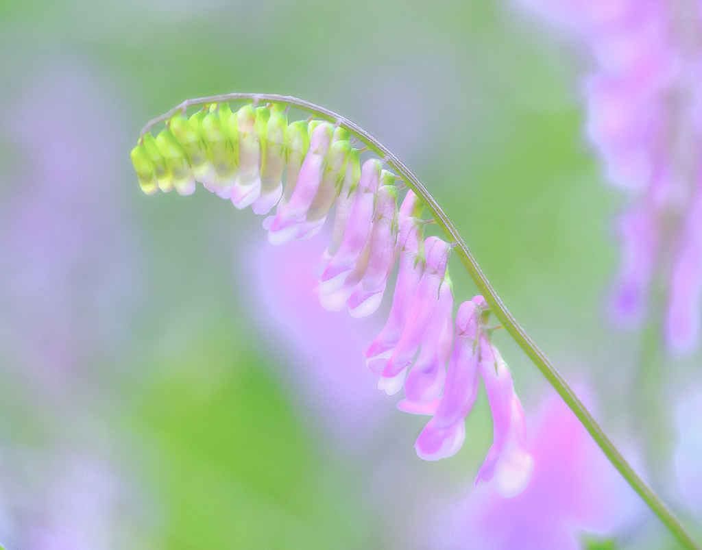染まりゆく