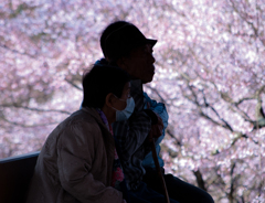桜夫婦