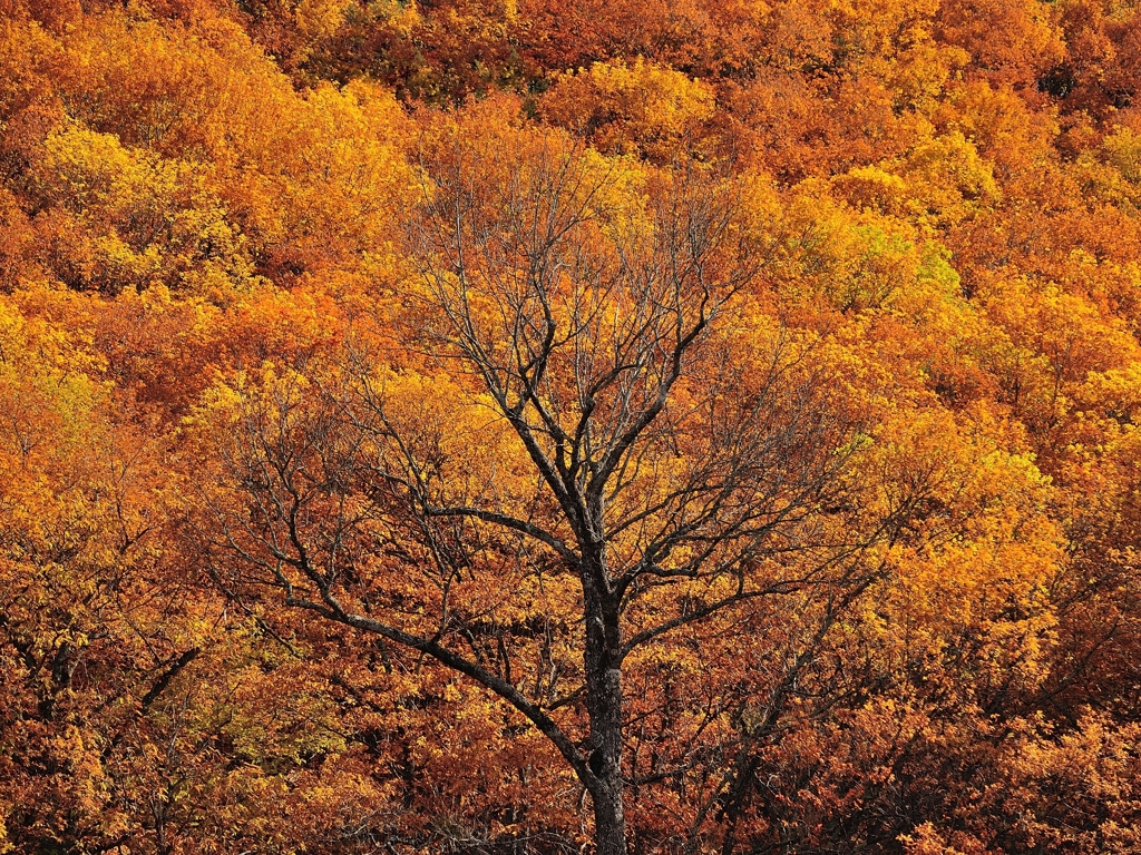 tree no leaves