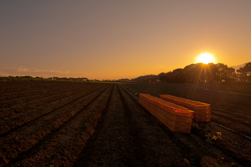 Before planting the cabbage