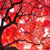 真紅の刻印