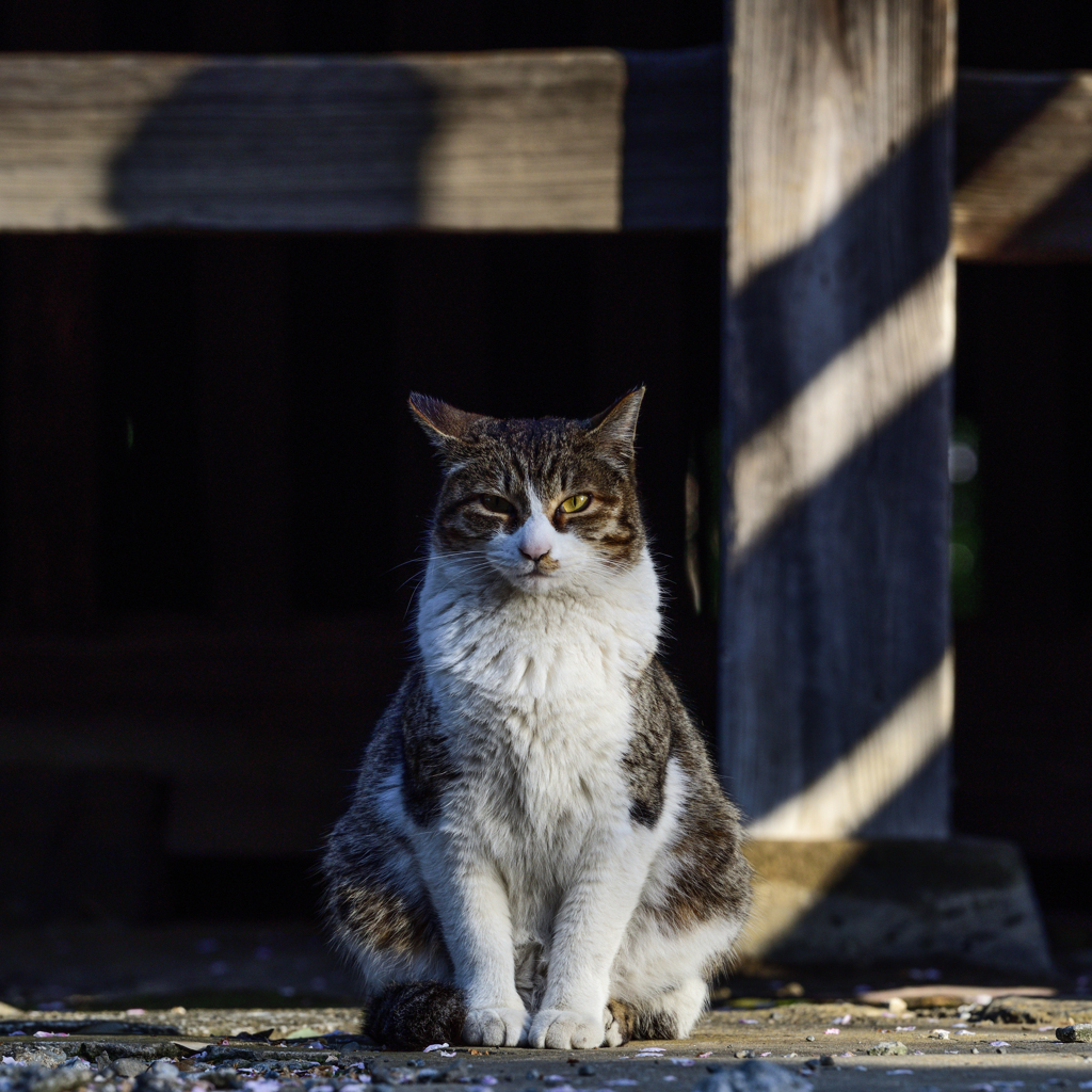 寺に住む猫