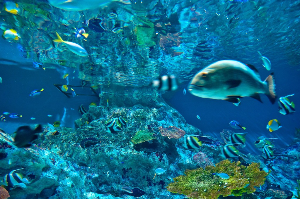 初・水族館