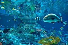 初・水族館