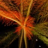 紅葉あそび