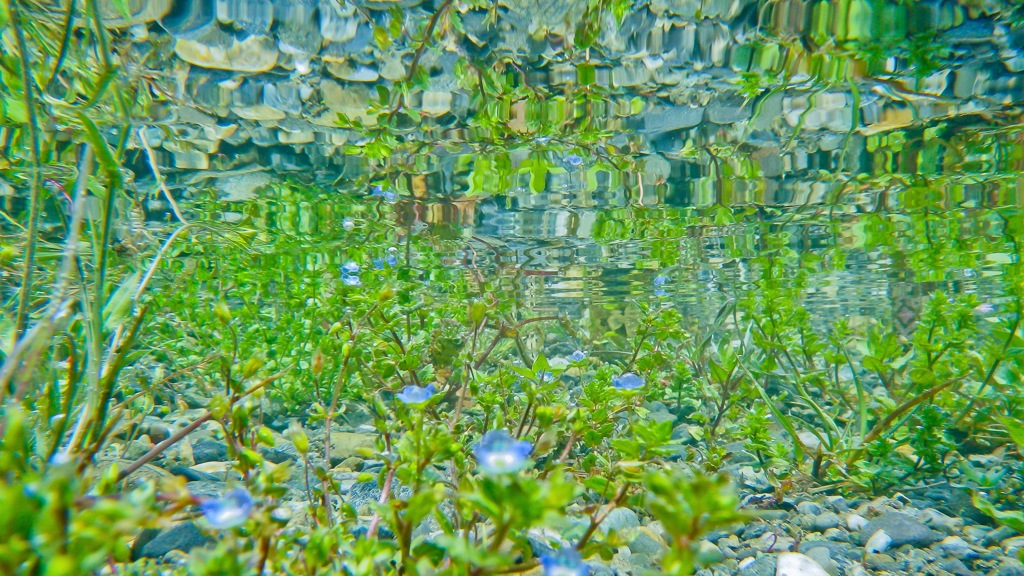 水たまりの花園