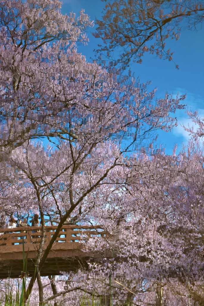 池が見た春