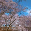 池が見た春