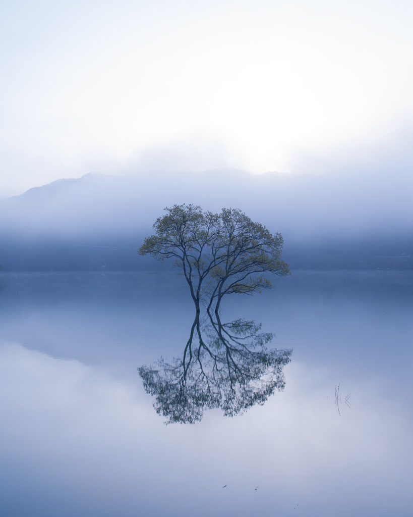 Lonely tree