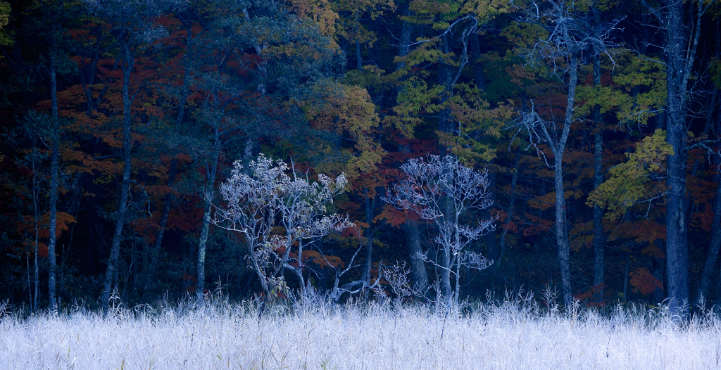 White Trees　～冬の精～