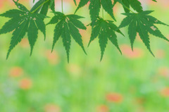 モミジ暖簾