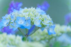 梅雨の候