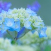 梅雨の候