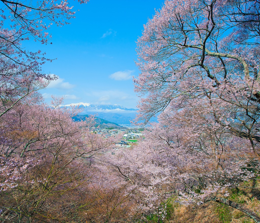 山見桜
