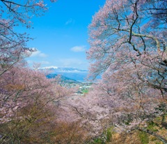 山見桜
