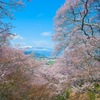 山見桜