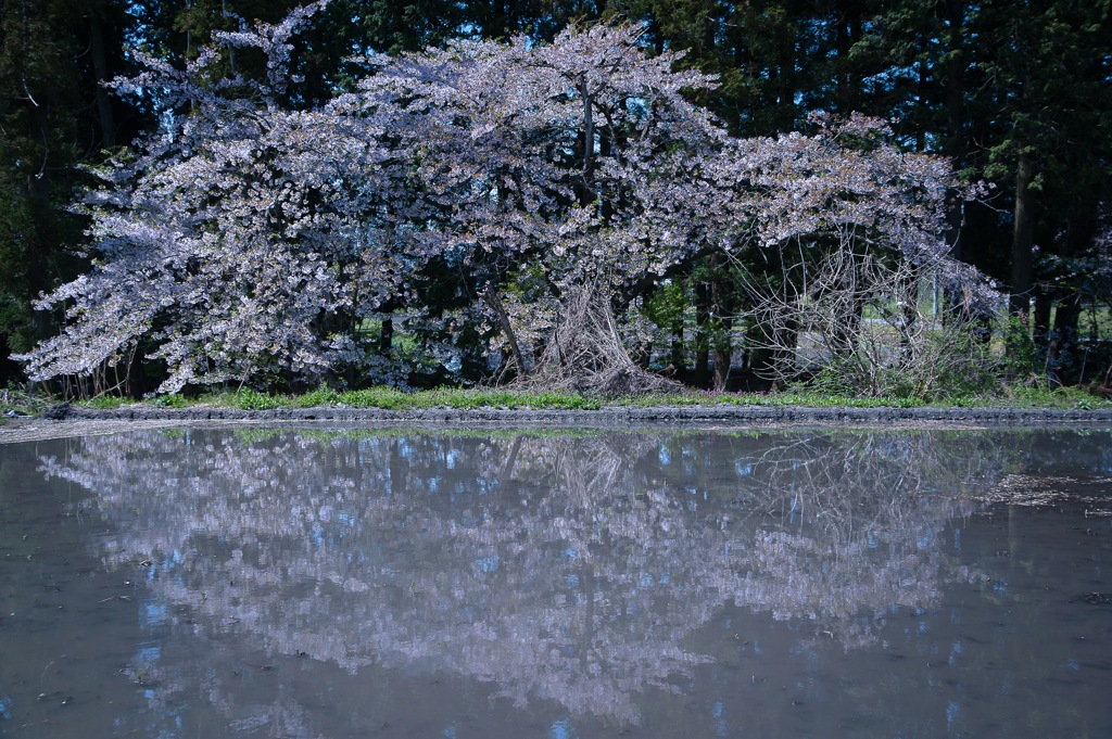 水田の老櫻