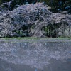 水田の老櫻