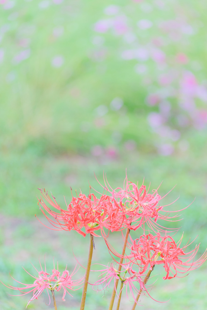 道端の秋景