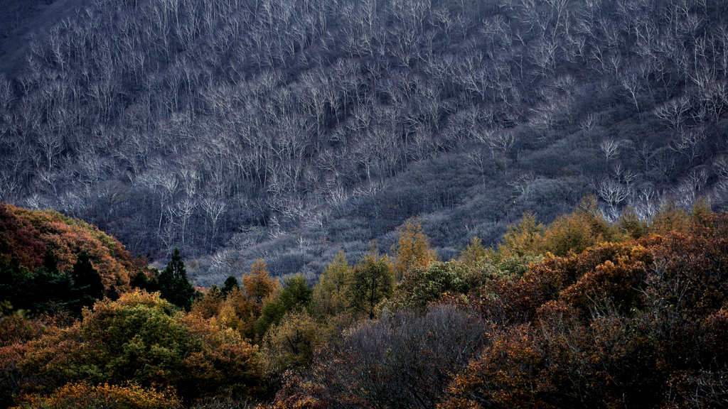 late fall to the beginning of winter