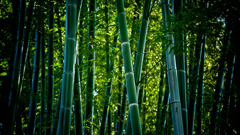Green wind