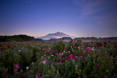 Sleeping Poppies