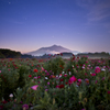 Sleeping Poppies