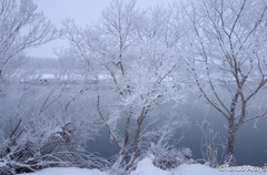 Cold blue