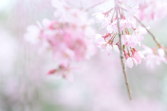 花冷えの朝に