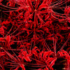 KURENAI　紅