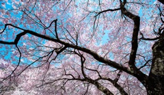 桜漏れ日