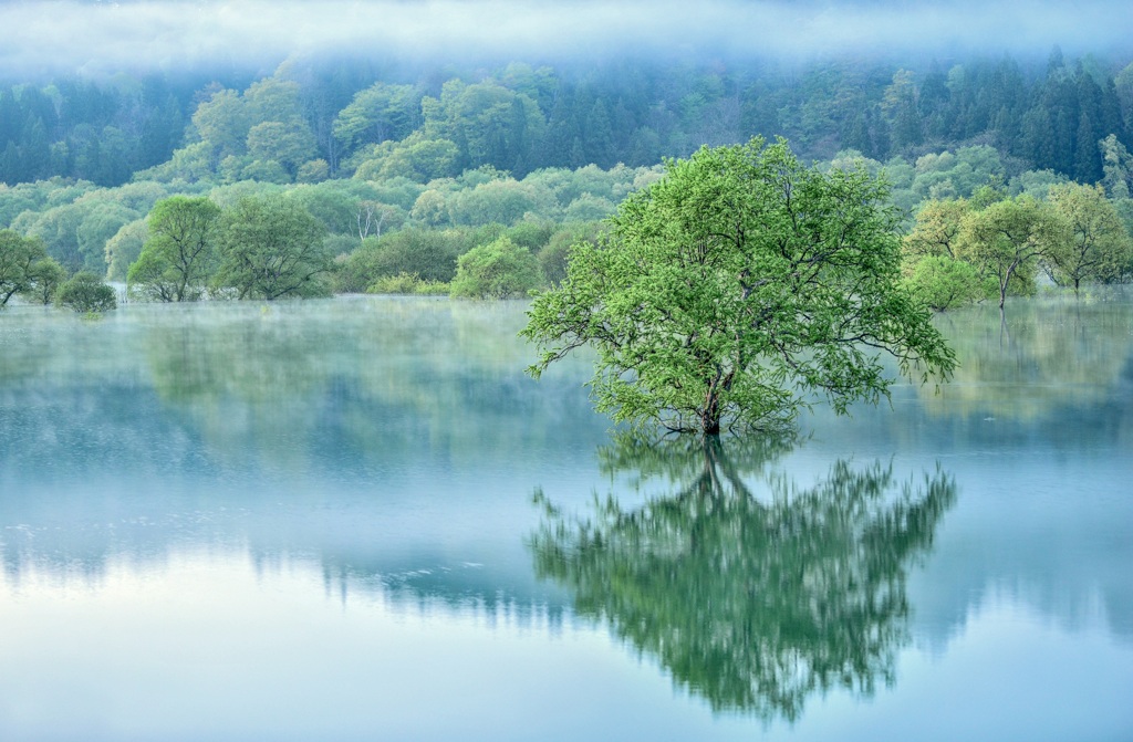 白川湖水没林