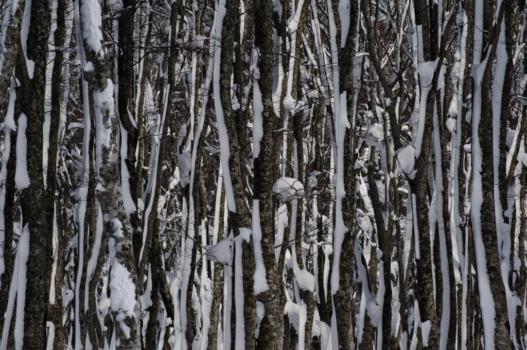 Snow Lines