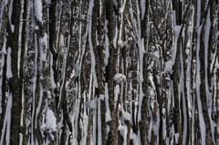 Snow Lines