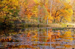 Autumn scenery