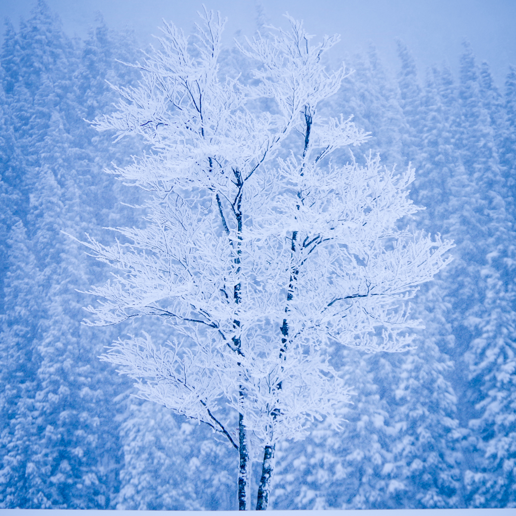 Song for winter