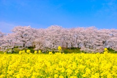 春の色