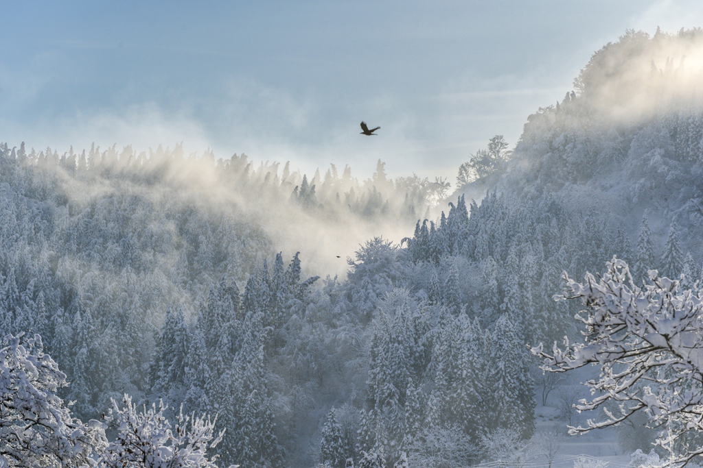 Cold Wing