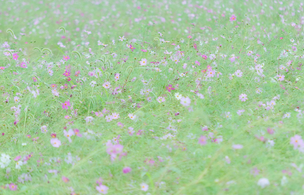 風に吹かれて