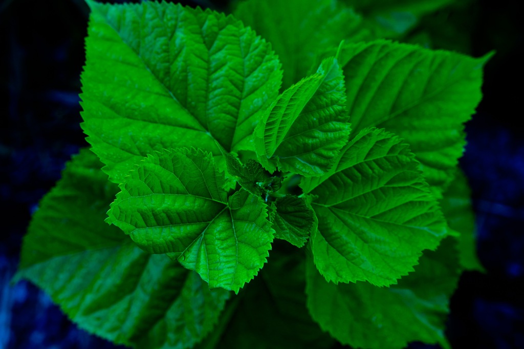 verdure
