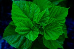 verdure