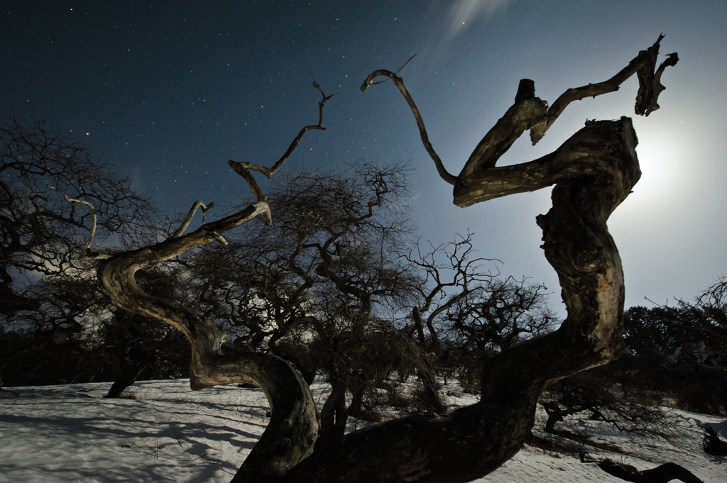 Nocturnes