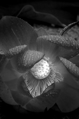 落花の光