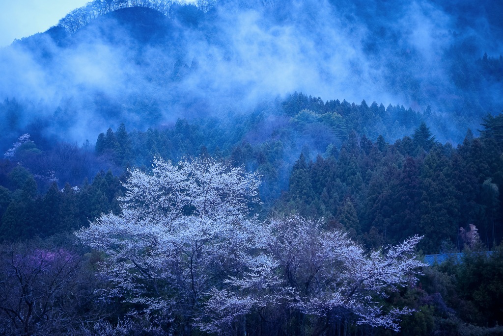 山里の春