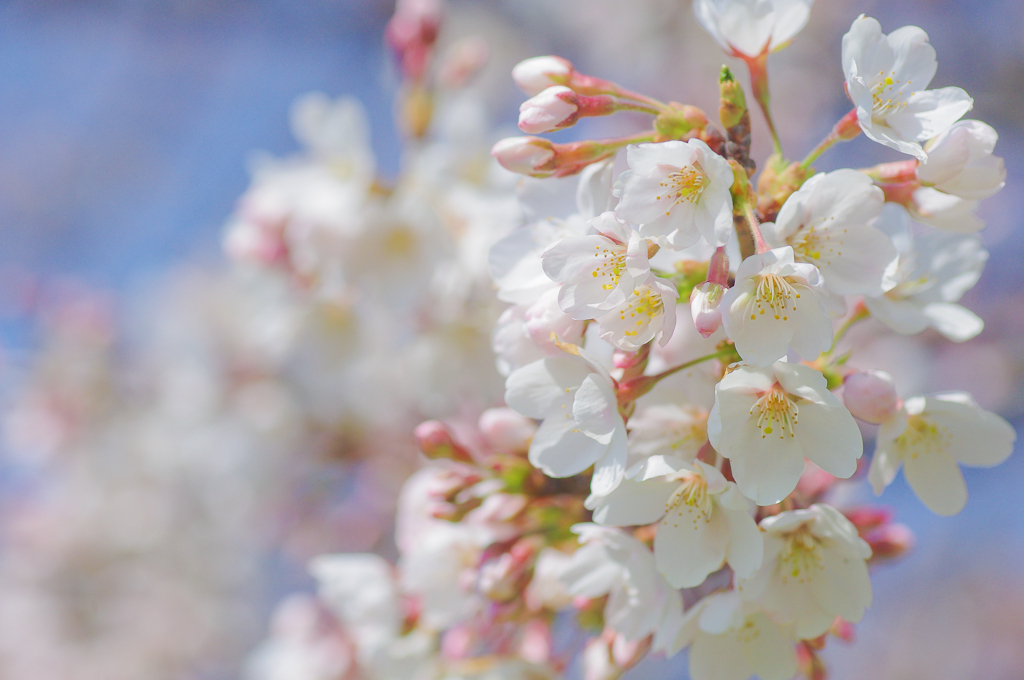 桜花微笑