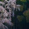竹櫻の美