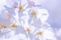 花影透かし
