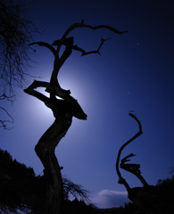 Moonlight dance