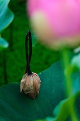咲けなかった花